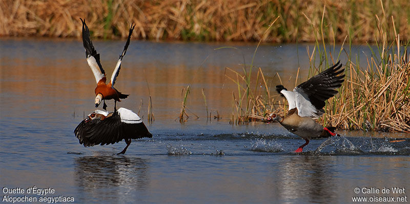 Egyptian Gooseadult