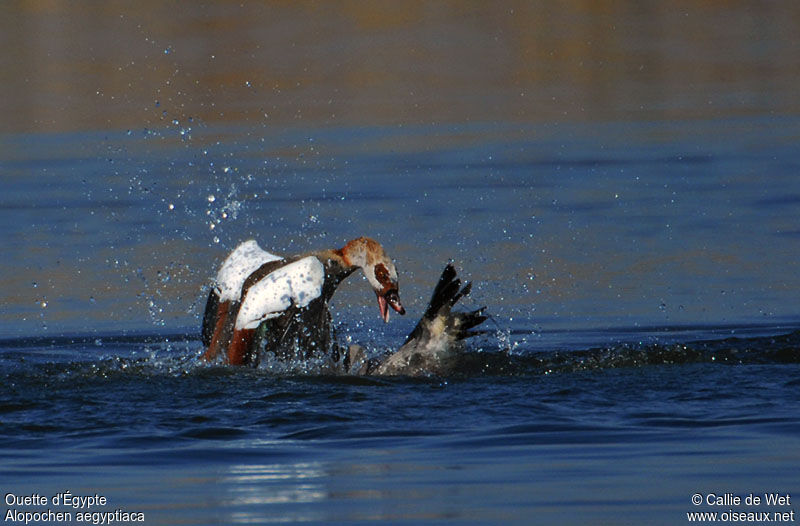 Egyptian Gooseadult