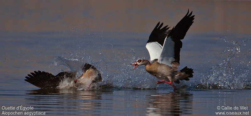 Egyptian Gooseadult