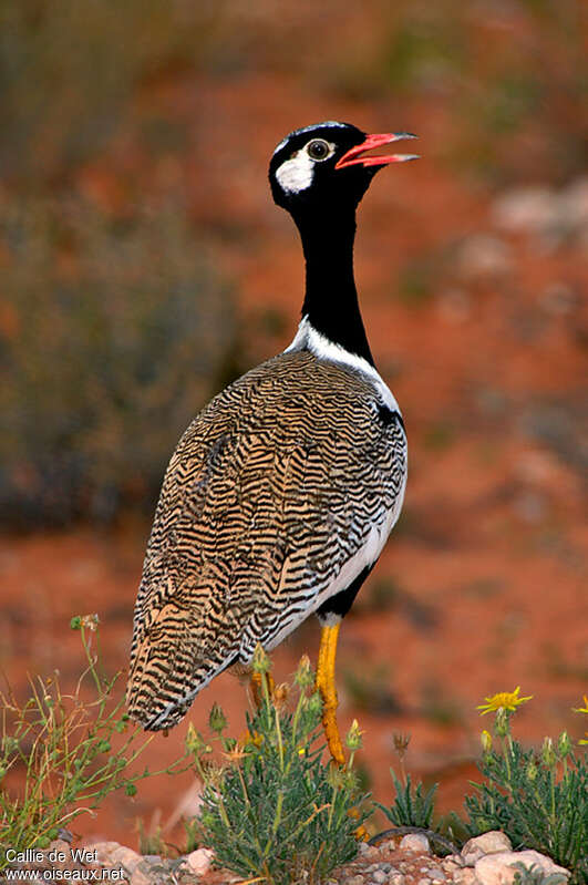 Northern Black Korhaan male