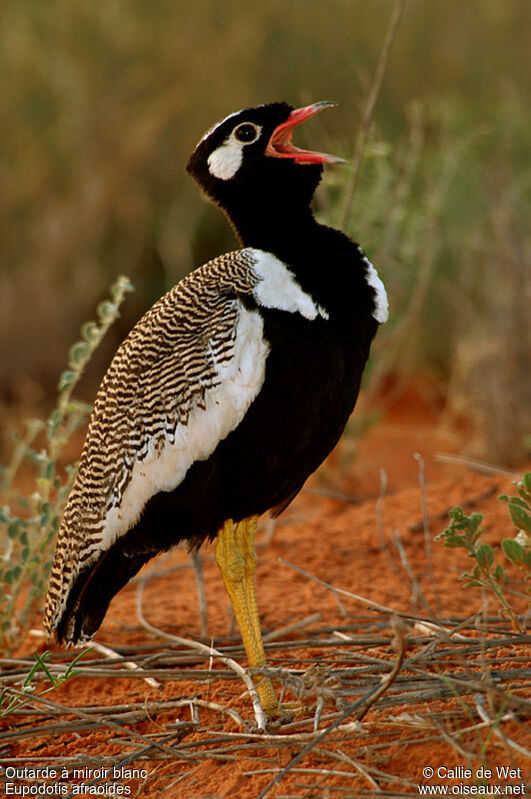 Northern Black Korhaan male