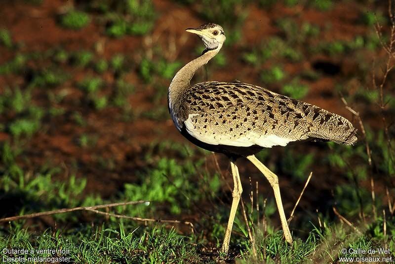 Black-bellied Bustard