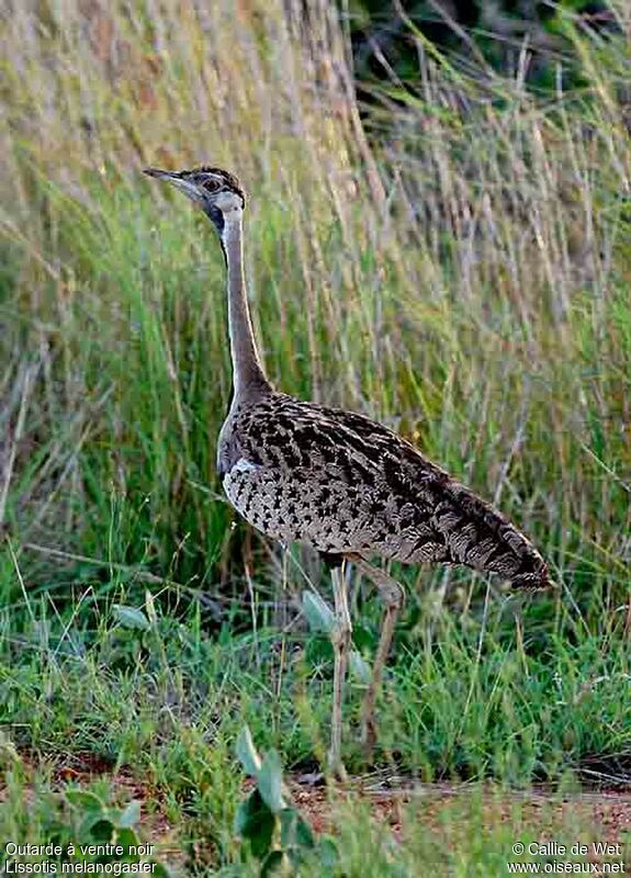 Black-bellied Bustard