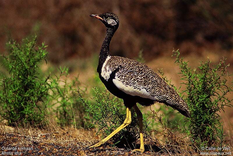 Southern Black Korhaan male adult