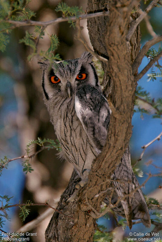 Southern White-faced Owladult