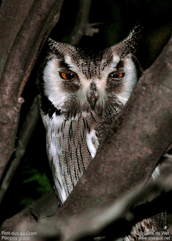 Southern White-faced Owladult