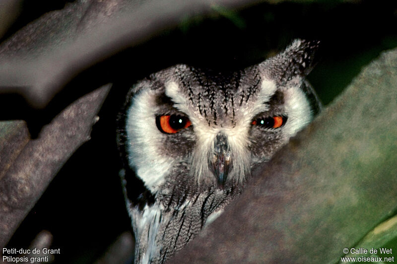 Southern White-faced Owladult