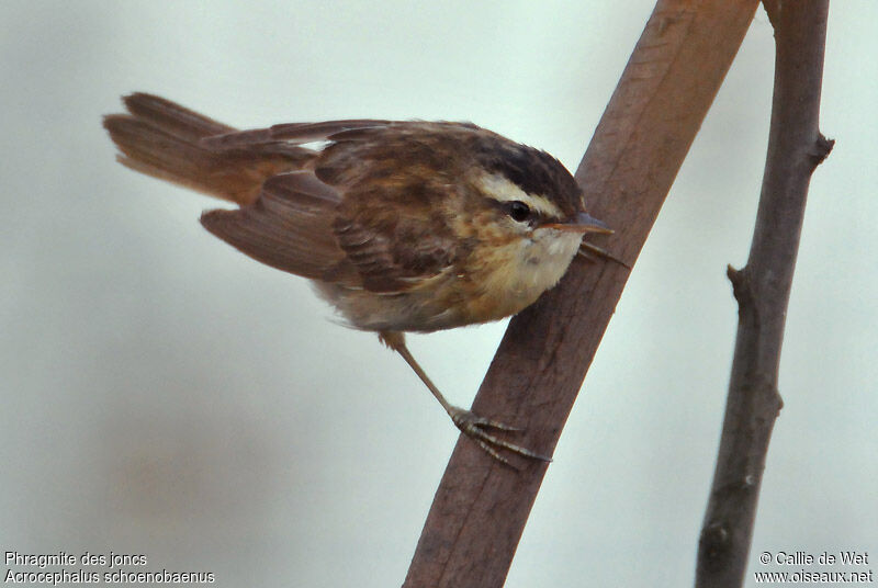 Sedge Warbleradult