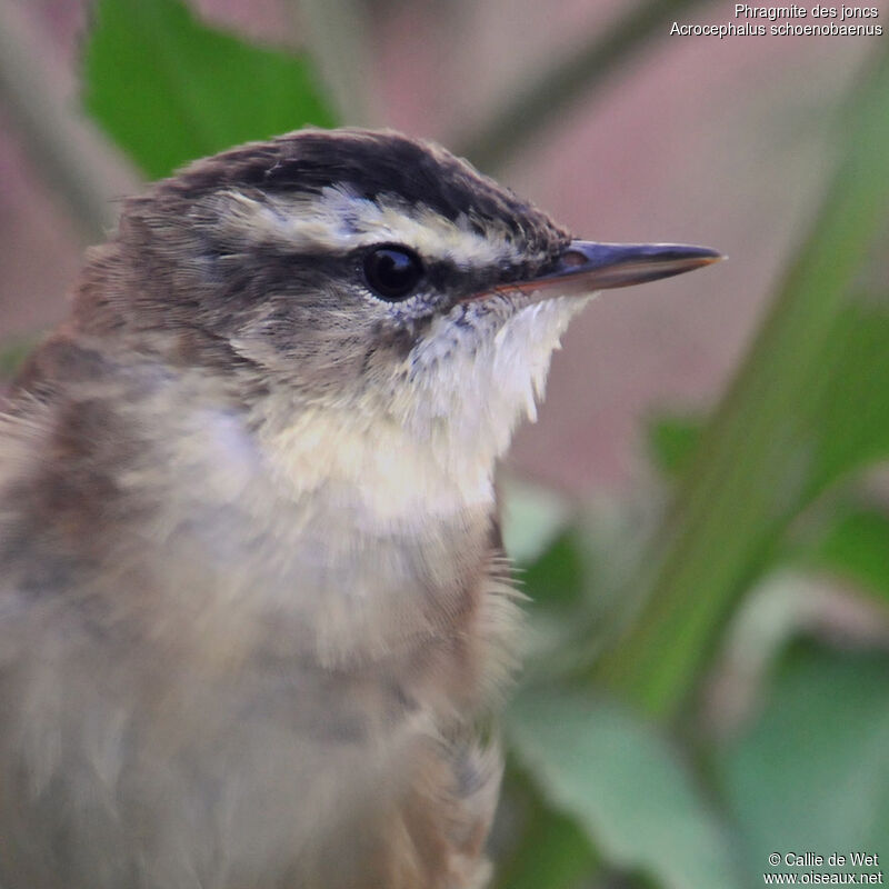 Sedge Warbler