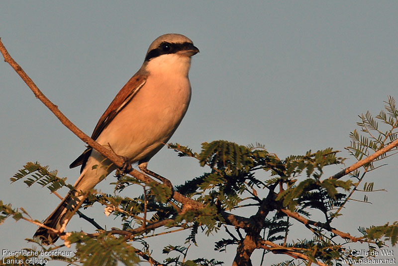 Red-backed Shrike male