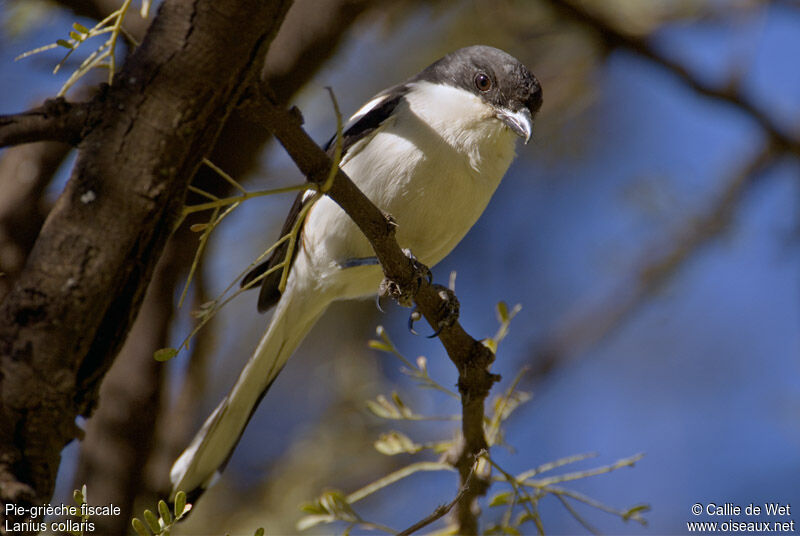 Southern Fiscal female