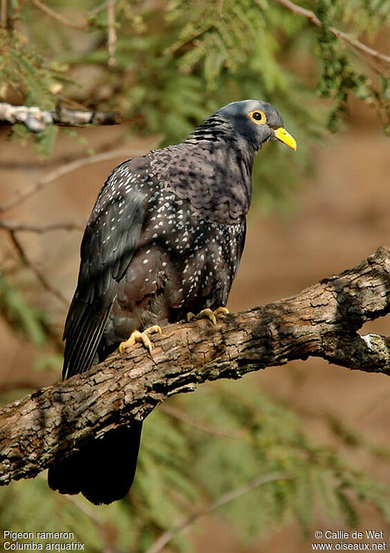 African Olive Pigeonadult