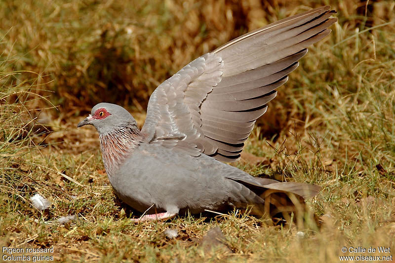 Speckled Pigeonadult