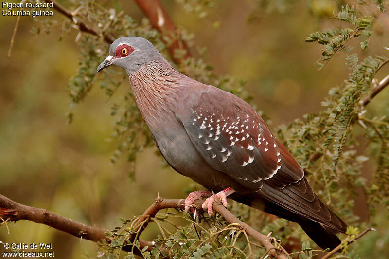 Speckled Pigeonadult