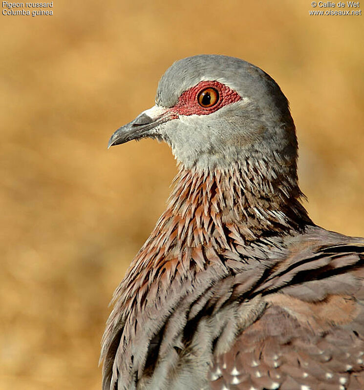 Pigeon roussardadulte