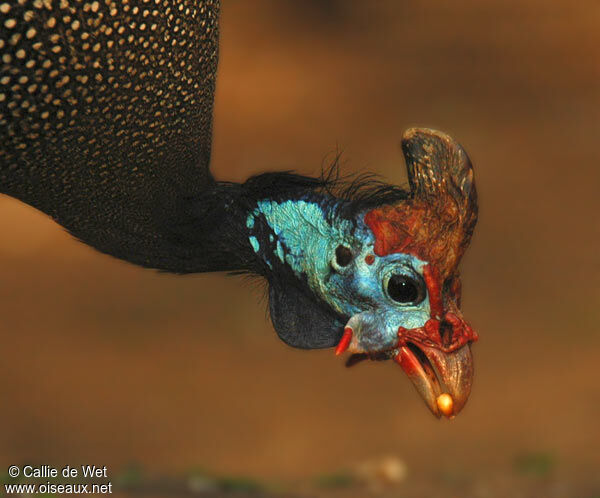 Helmeted Guineafowl