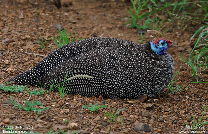 Helmeted Guineafowladult