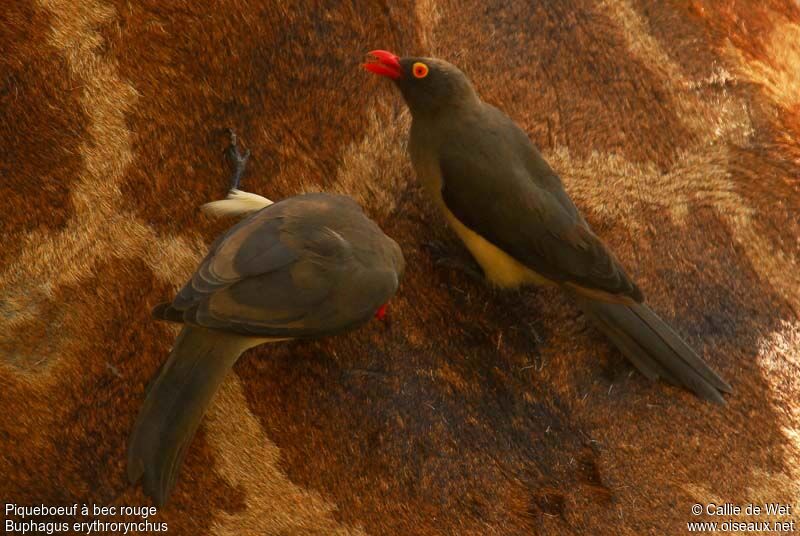 Red-billed Oxpeckeradult