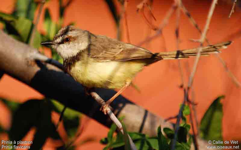 Prinia à plastron femelle adulte