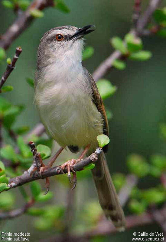 Prinia modesteadulte