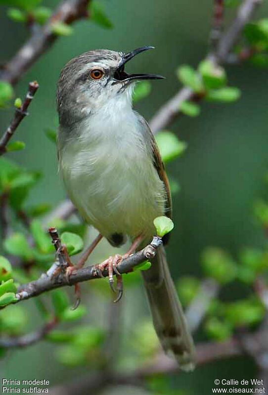 Prinia modesteadulte