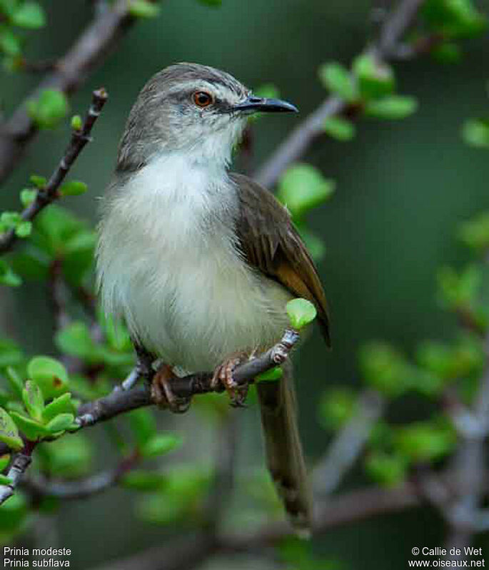 Prinia modesteadulte