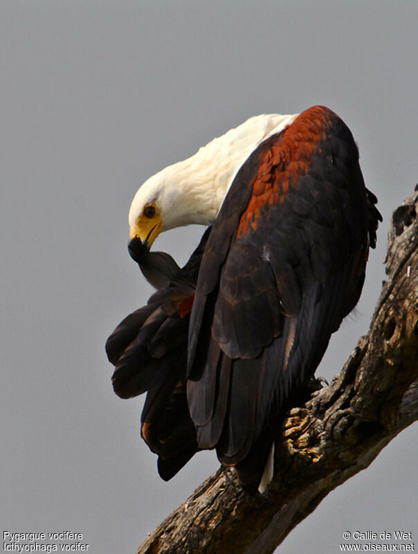 African Fish Eagle