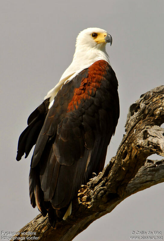 African Fish Eagle