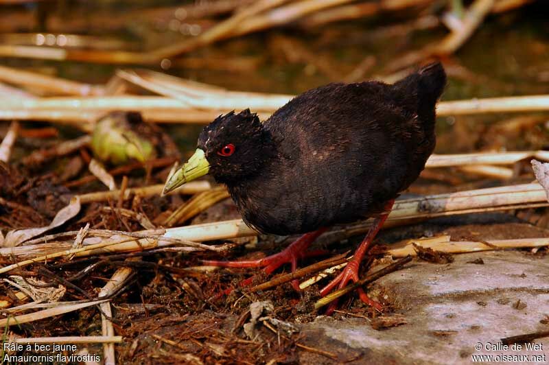 Black Crake