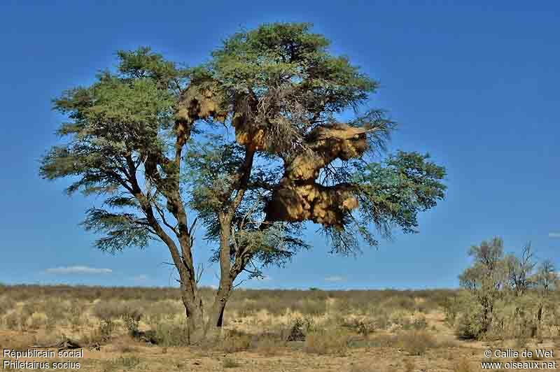 Sociable Weaver