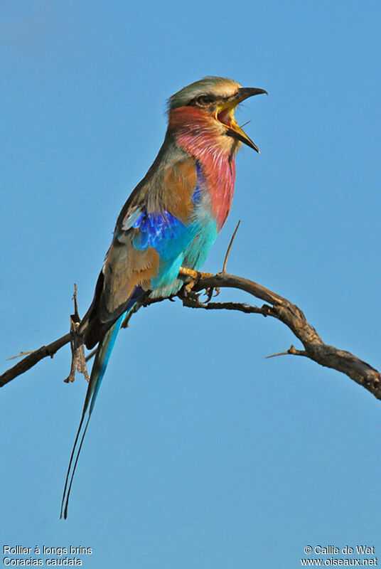 Lilac-breasted Roller