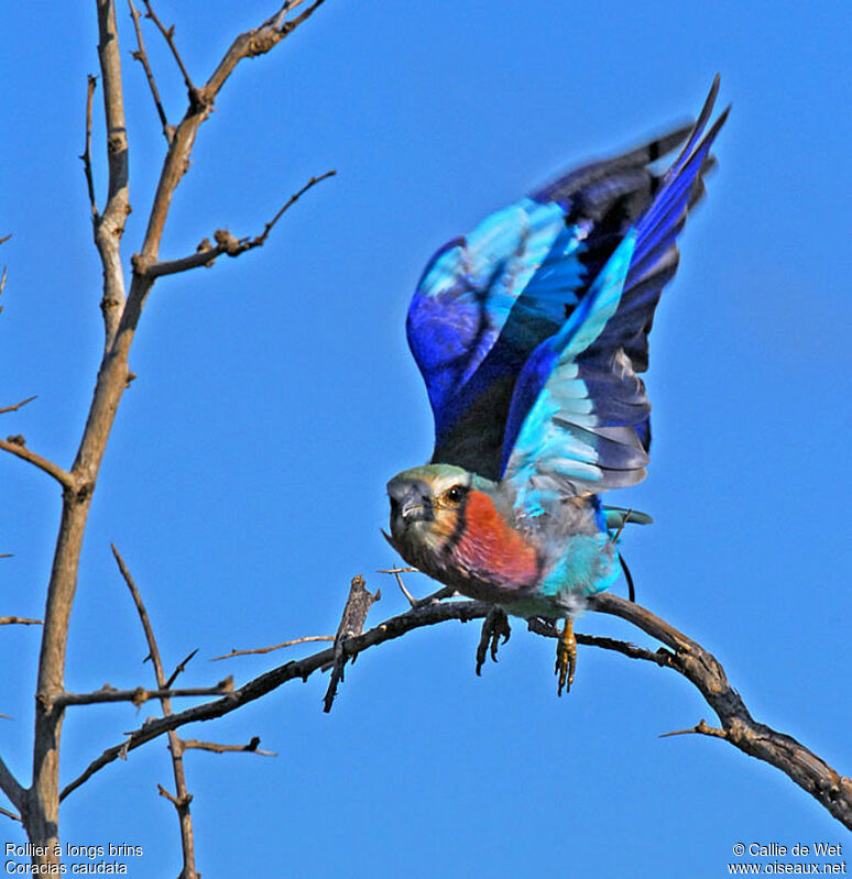 Lilac-breasted Roller