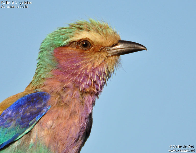 Lilac-breasted Roller