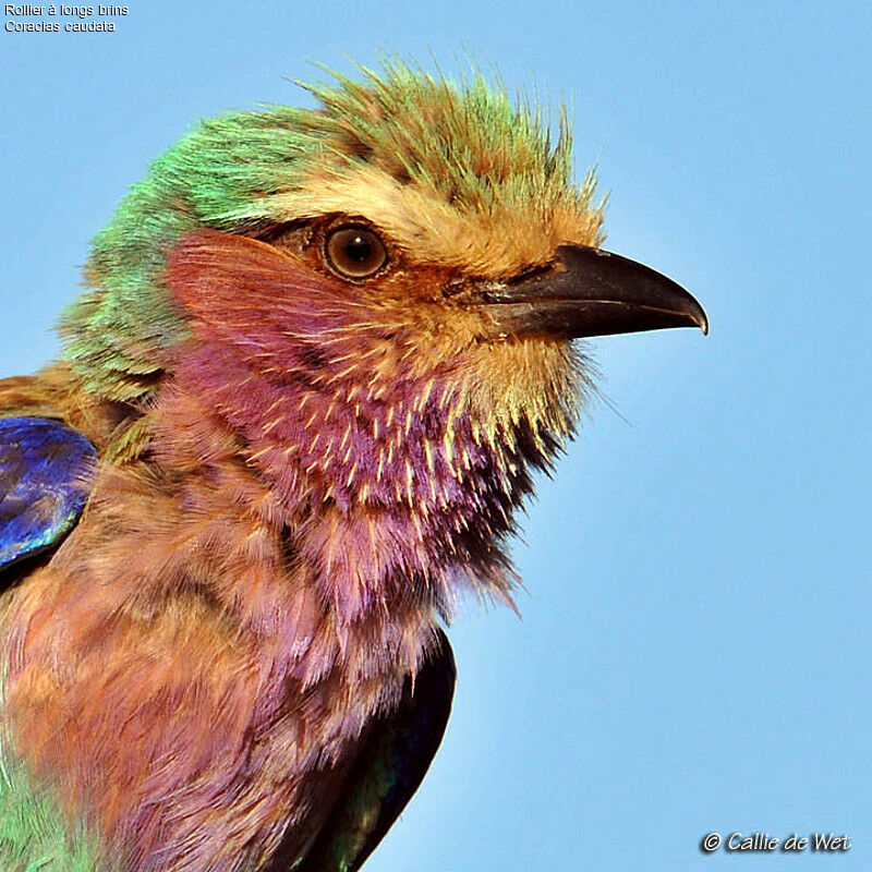 Lilac-breasted Roller