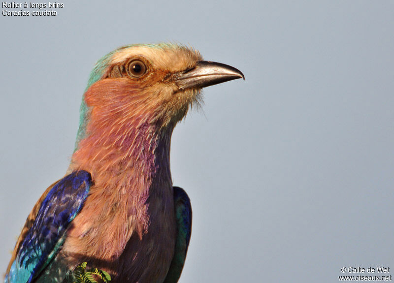 Lilac-breasted Roller