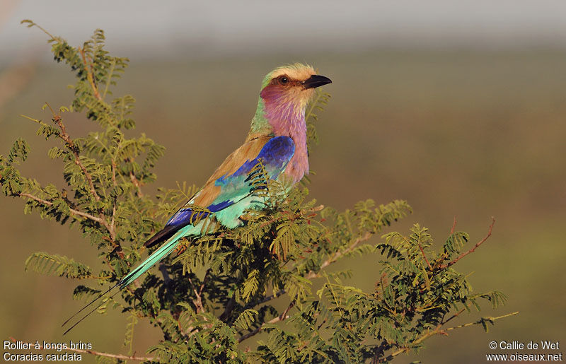 Lilac-breasted Roller