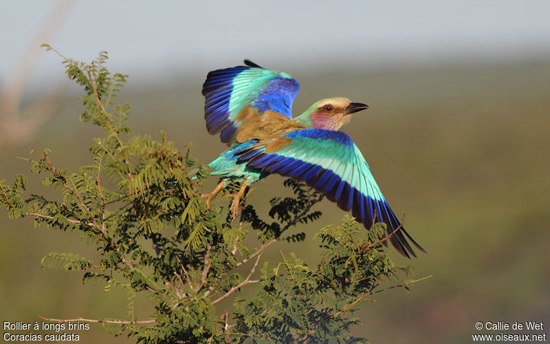 Lilac-breasted Roller