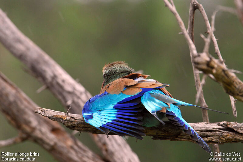 Lilac-breasted Roller