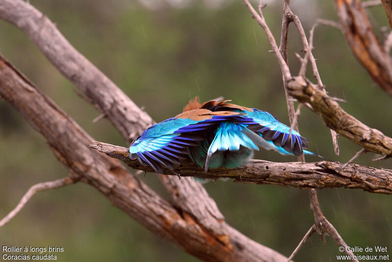 Lilac-breasted Roller