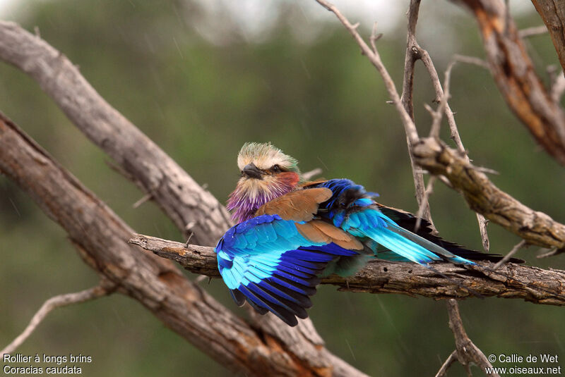 Lilac-breasted Roller