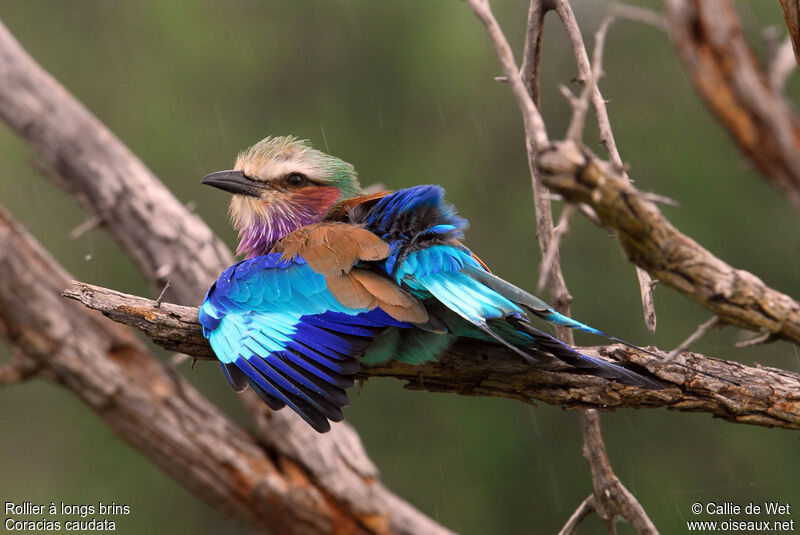 Lilac-breasted Roller