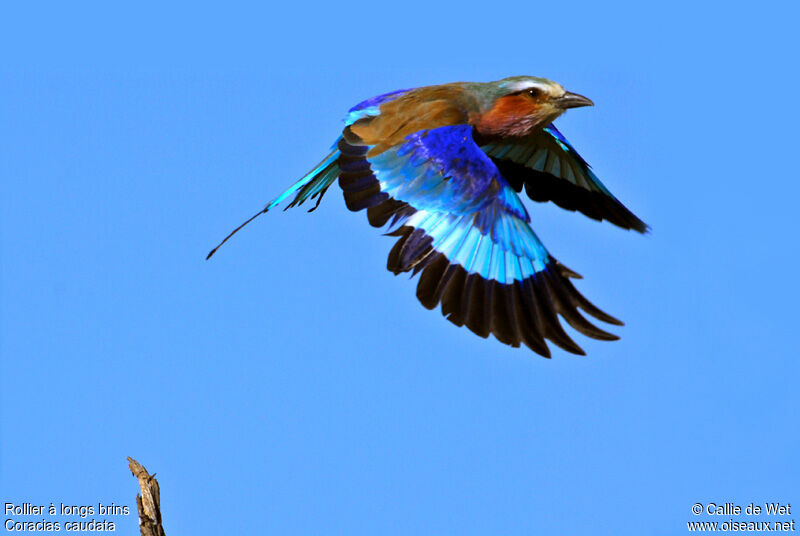 Lilac-breasted Rolleradult