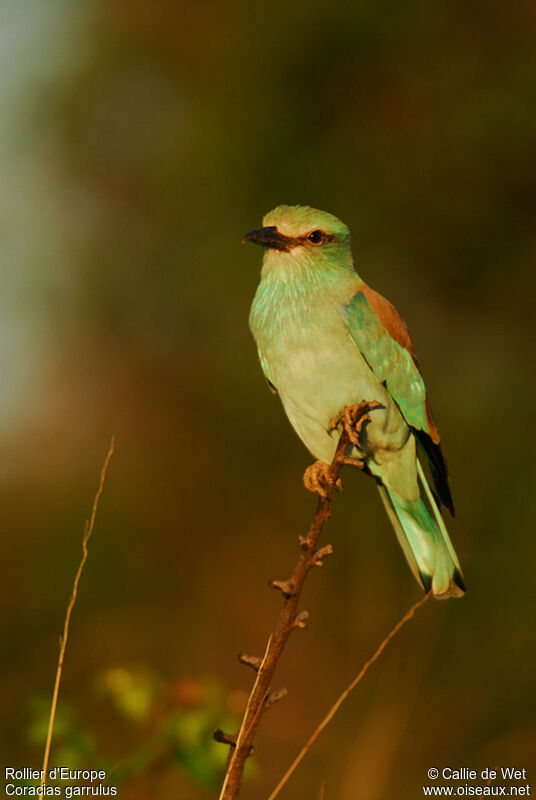 European Roller