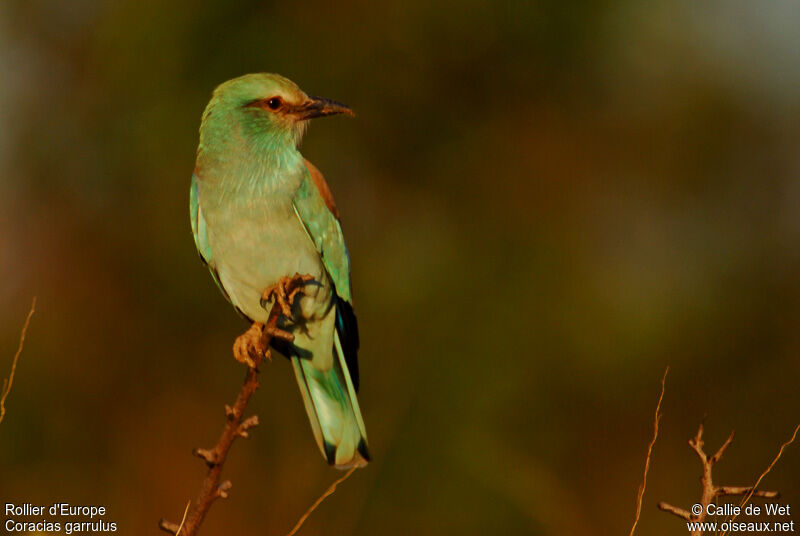 European Roller