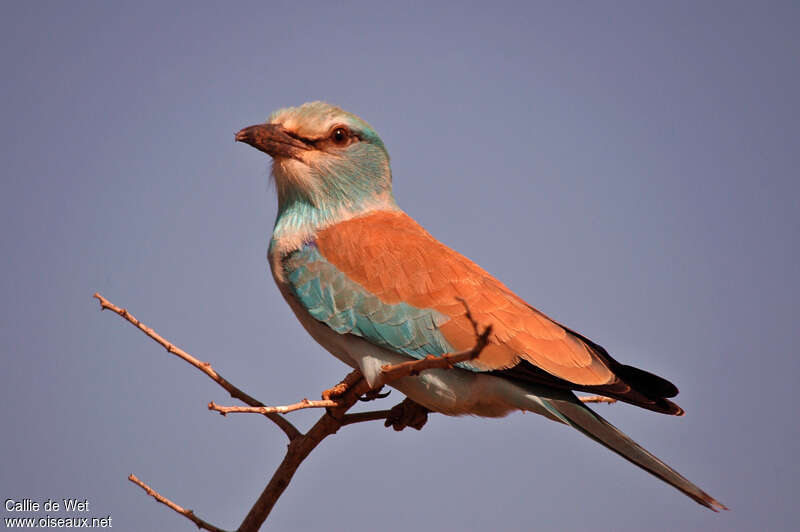 European Roller male adult breeding