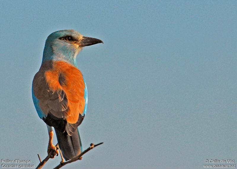 European Roller