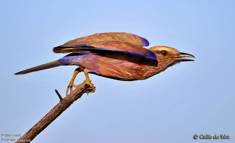 Purple Rolleradult