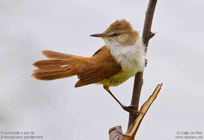 Lesser Swamp Warbleradult