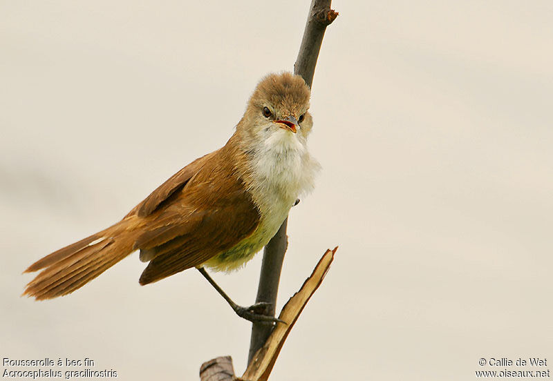 Lesser Swamp Warbleradult