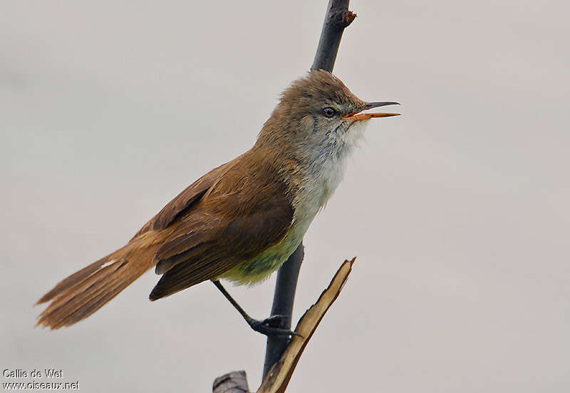 Lesser Swamp Warbleradult, identification